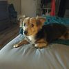 Zeva