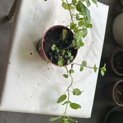 Mint Plant
