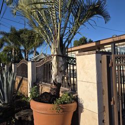 Triangle palm tree/ Palma triangular