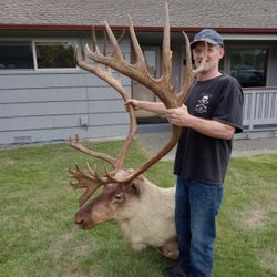 Caribou Shoulder Mount