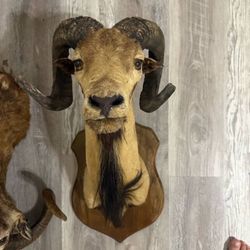 Ram Sheep Goat Heads Taxidermy Mounts For Sale Decor Horn