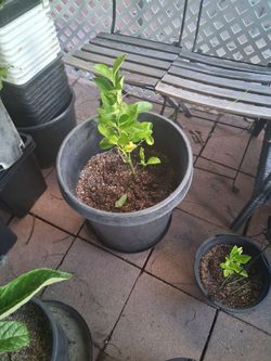 Lemon and orange plants tree