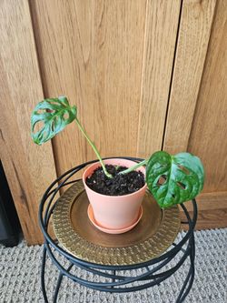 Monstera Adansonii (Orange pot-B)