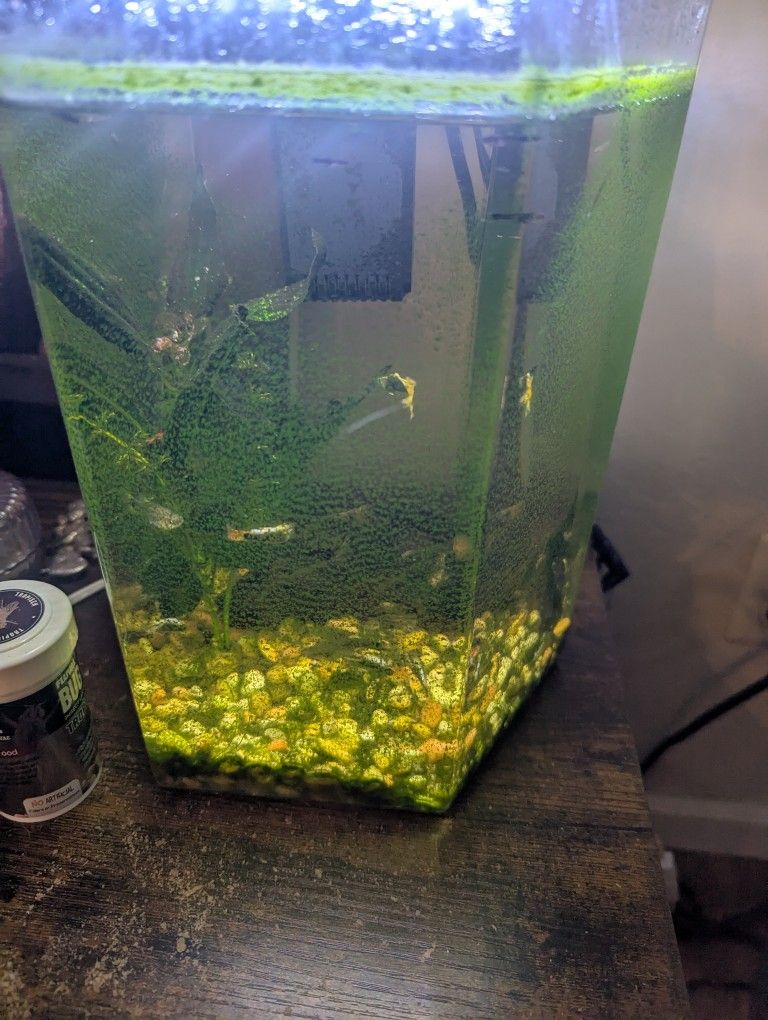 1.5 Gallon Tank With Accessories