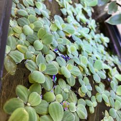 Dwarf Water Lettuce