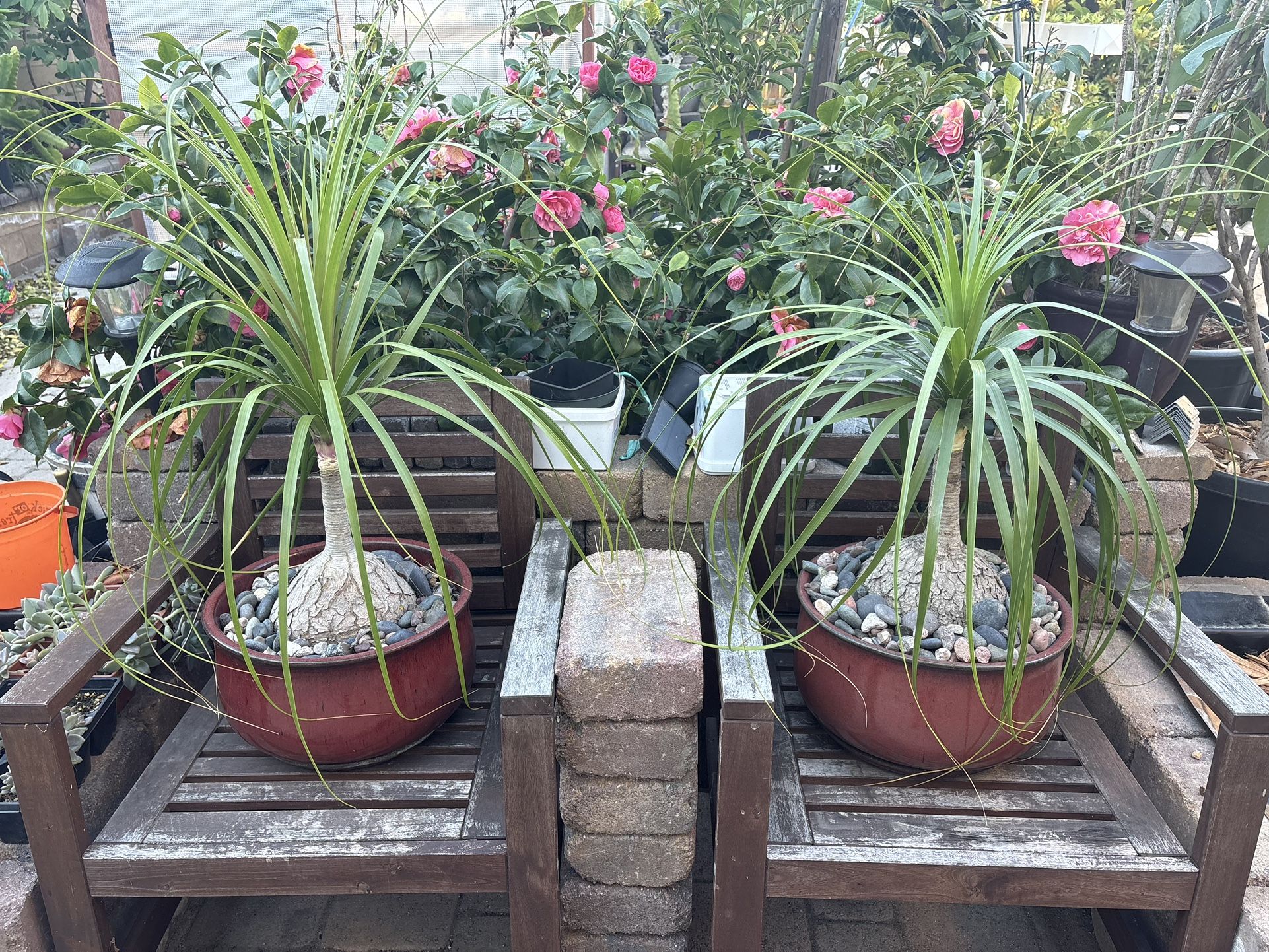 Ponytail Plants With Pots