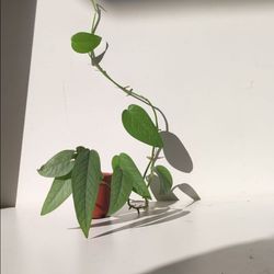 Lush Trailing Rare Cebu Blue Pothos Money Plant/ House Plant/ Indoor Plant Flower Patio