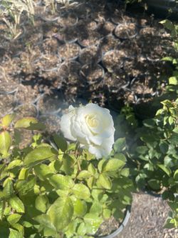 Roses 5 Gallon $13 Each 