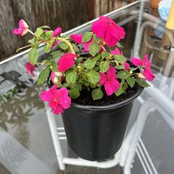 Medium Size Flowers/Plant 
