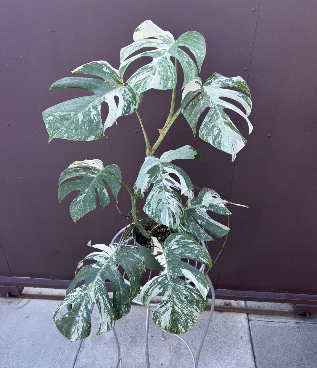 6” monstera albo