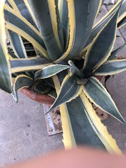 Garden / patio Succulents / planter