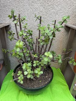 Elephant Bush Plant