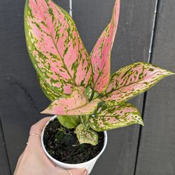 Aglaonema Valentina Plant 4" Pot - Indoor House Plants