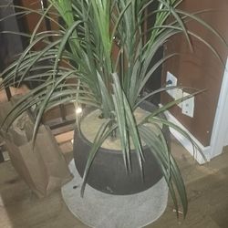 Large Fake Plant 