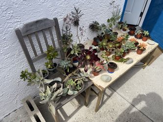 ‼️🌵🪻Moving-out PLANTS SALE‼️🌱🪴