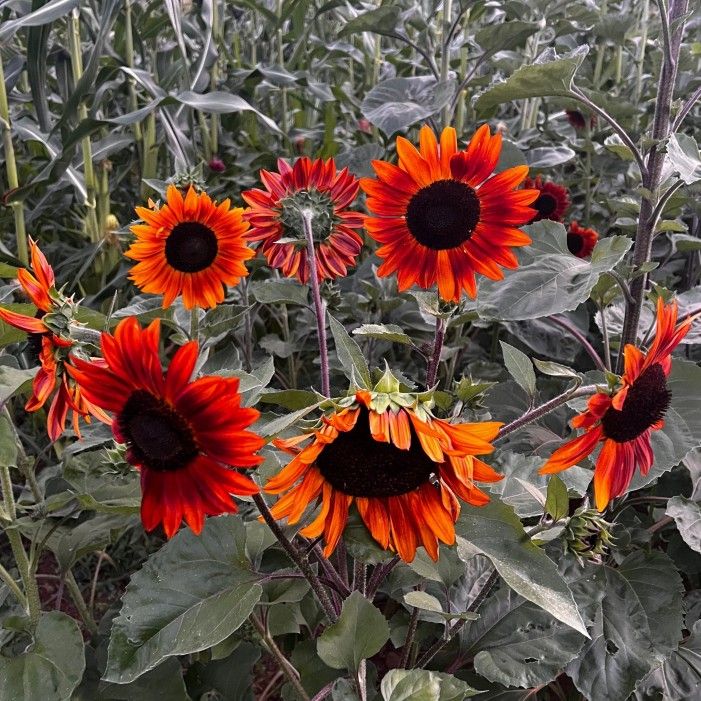 Girasol Sol Rojo / Red Sun Sunflowers
