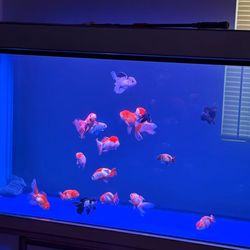 Super Large 200 Gallon Fish Tank 