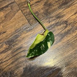 Variegated Syngonium Chiapense Plant W/some Roots