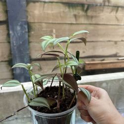 Different Live Indoor Living HousePlants 