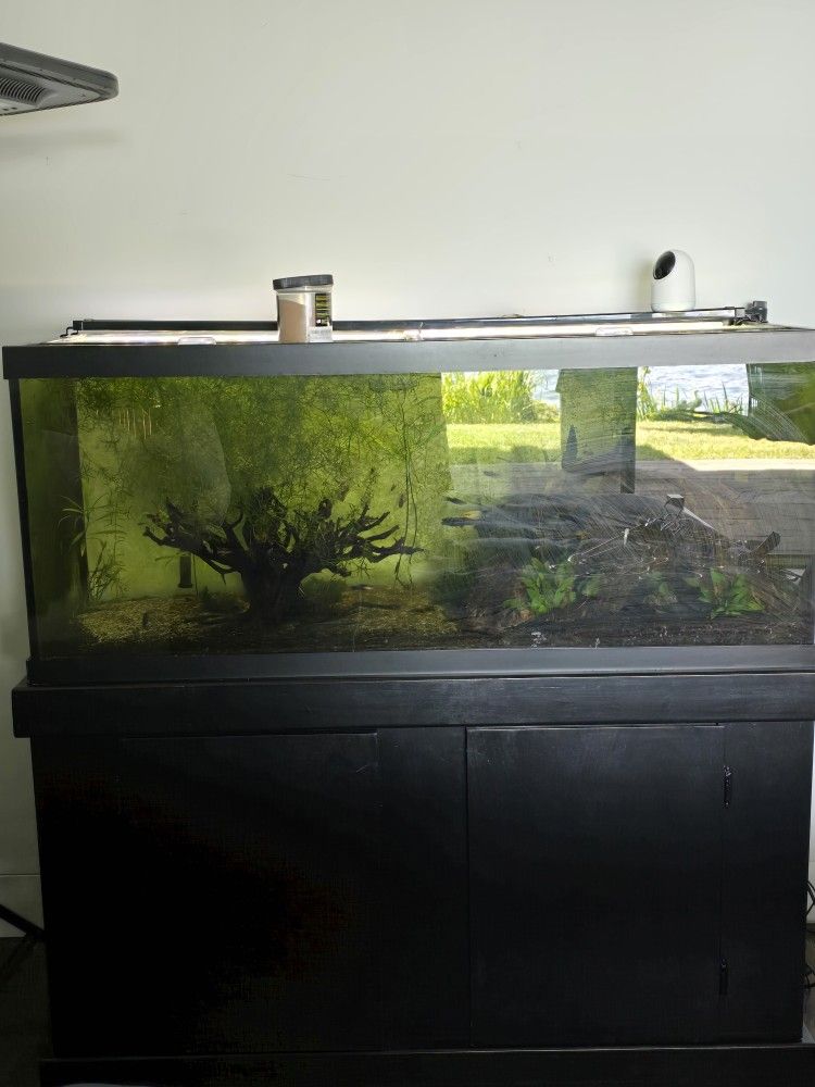 Gorgeous Fish Tank