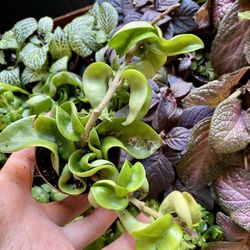 Hoya Carnosa Compacta Live tropical House Plant 