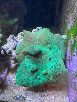 Artificial large Green Mushroom