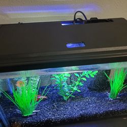 Fish Tank 5 Gallons 