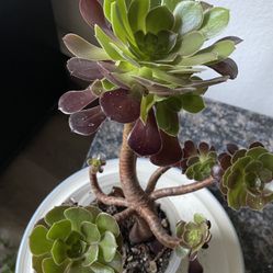 Black Rose Succulant