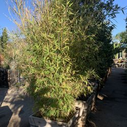 Bamboo Plant 24” Box 