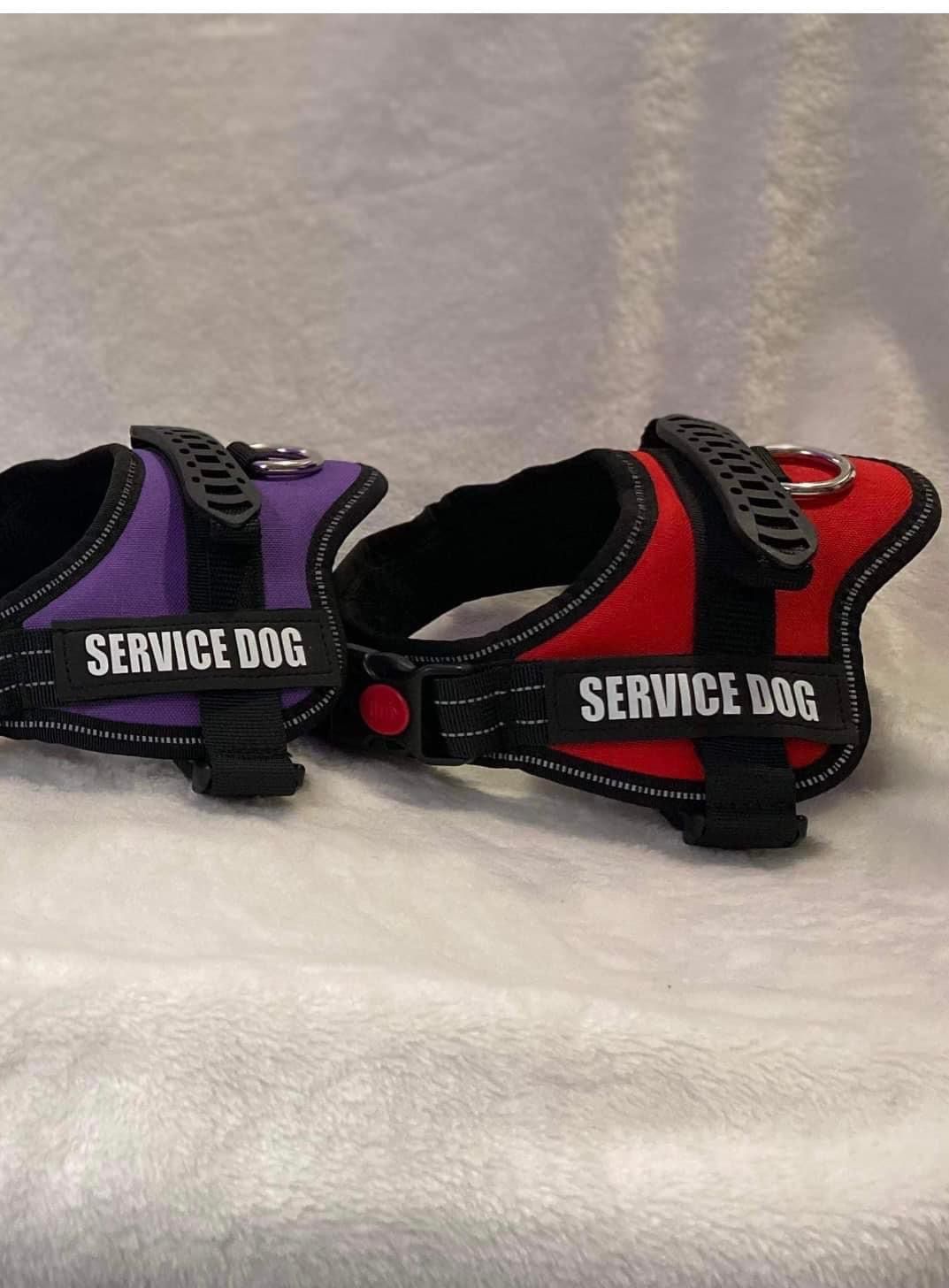 Service Dogs 