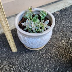 Succulent Plant in ceramic pot