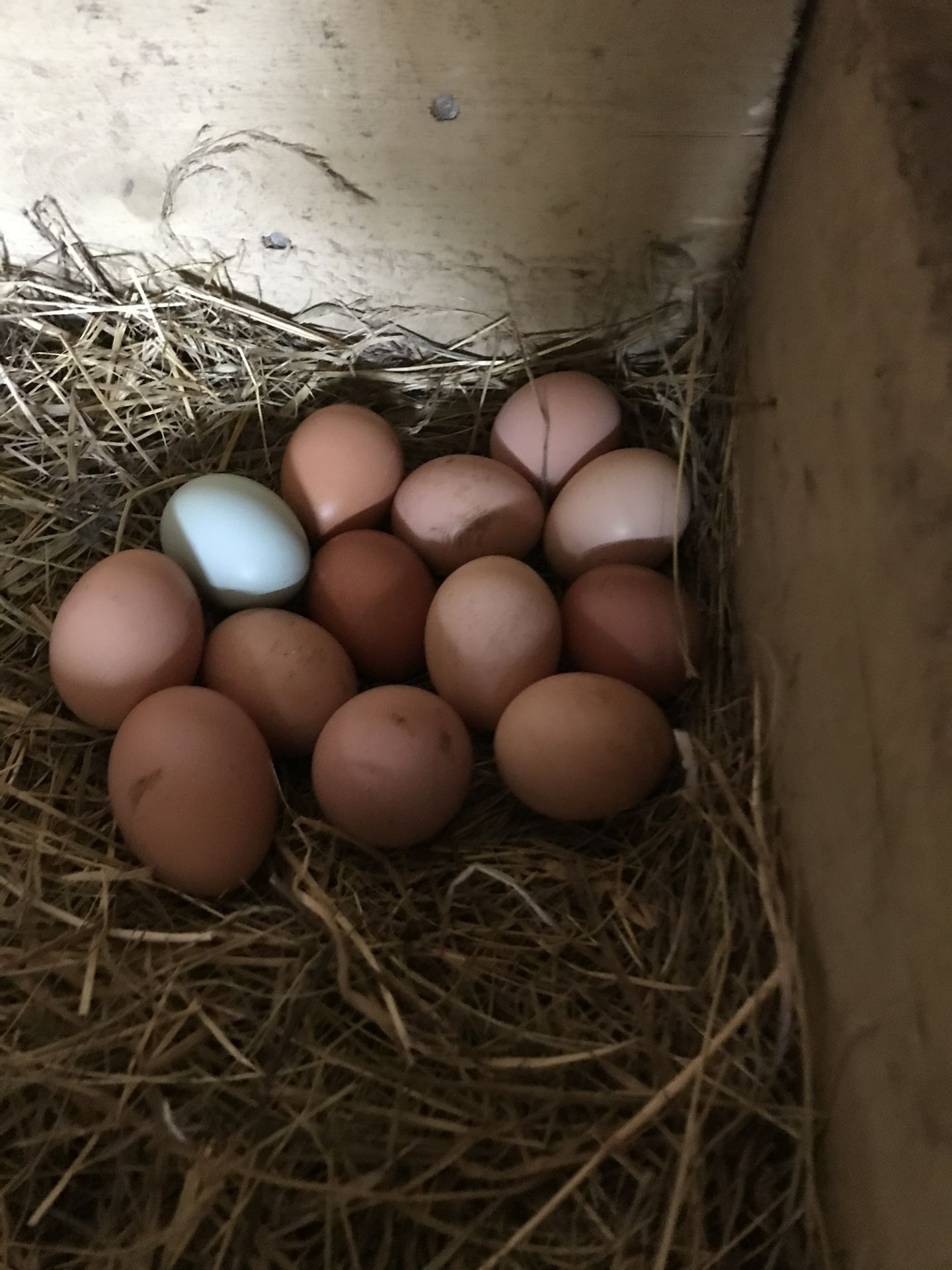 Fresh chicken eggs