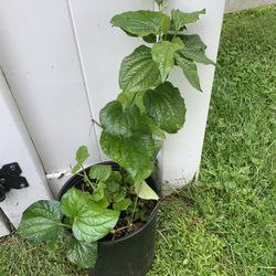 Piper Betel Leaf Plant