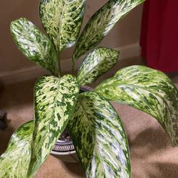 Dieffenbachia “Vesuvius” | Low Light Tolerant | Air Purifying | Easy Care | Grows Up To 4’ Feet Tall