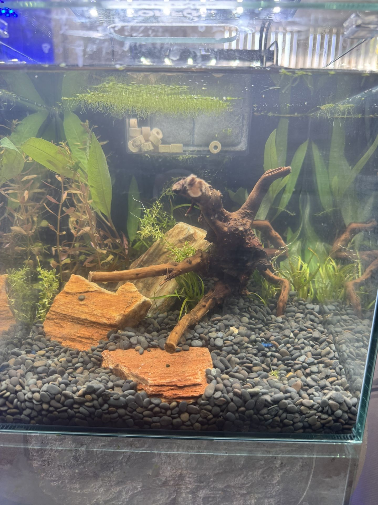 Aquascaped Shrip Tank