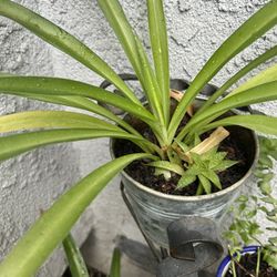 Planta