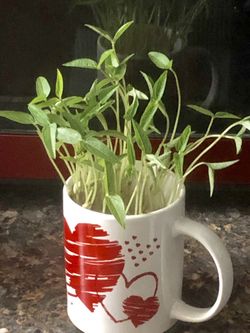 Mung bean plant seedlings