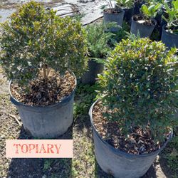 Topiary Sale 3gl $35