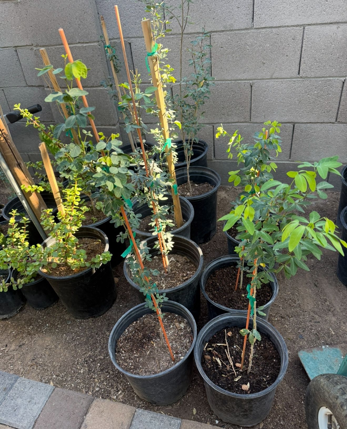 Red GuamĂșchil Trees 3F The Tall $30 Each Price Firm