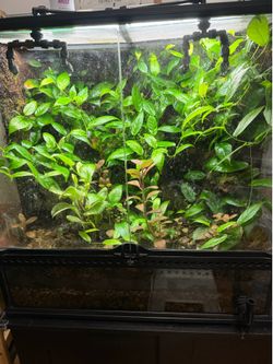 24x18x24 Dart Frog Vivarium