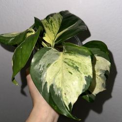 Manjula Pothos Cuttings