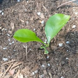 Baby Lemon Trees 😃🌿🌿🌿🌿🍋🍋🍋🍋