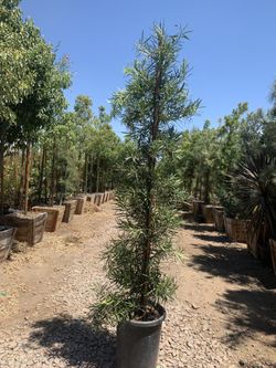 Podocarpus Yew Pine 15g