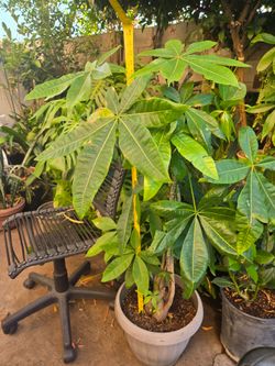 Plant money 🌳 tree