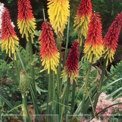 Red Hot Poker Plants (Huge Plant)