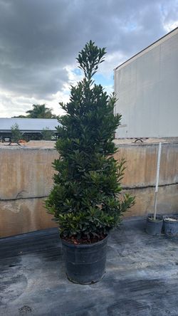 Japanese Blueberry - 25 Gallons