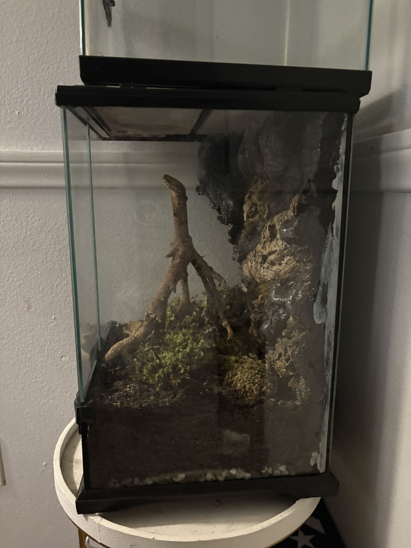 Crested Gecko Tank
