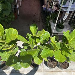 Mother’s Day Plant Bundle Special -  3 Of Our Best Selling Plants For $28 Includes Fiddle Leaf Fig 