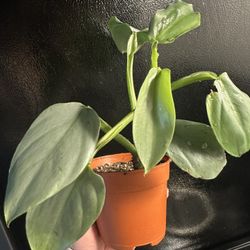 Silver Sword Philodendron 