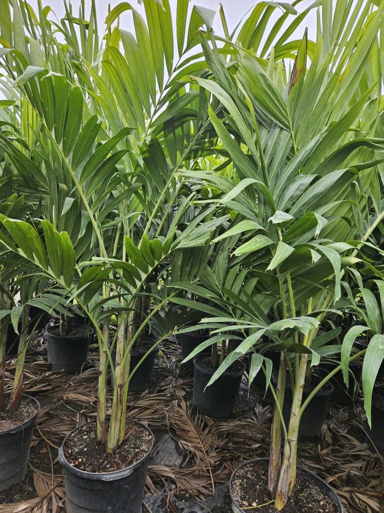 crhistmas Palms over 6 to 7 feet tall Instant Privacy Hedge For fence